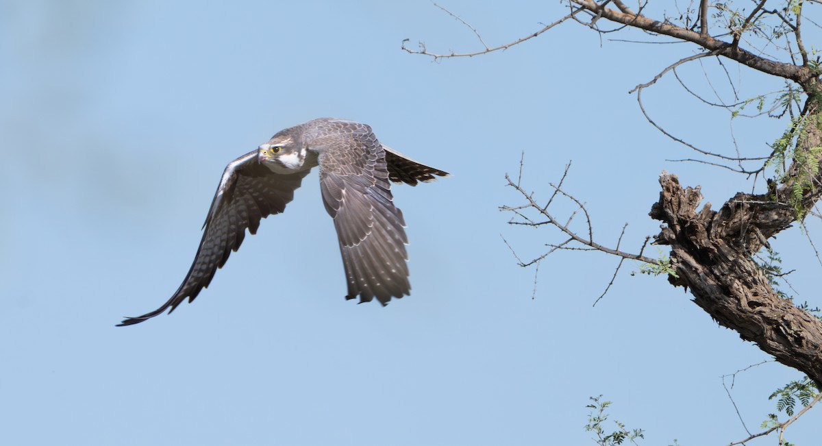 Laggar Falcon - ML644129787