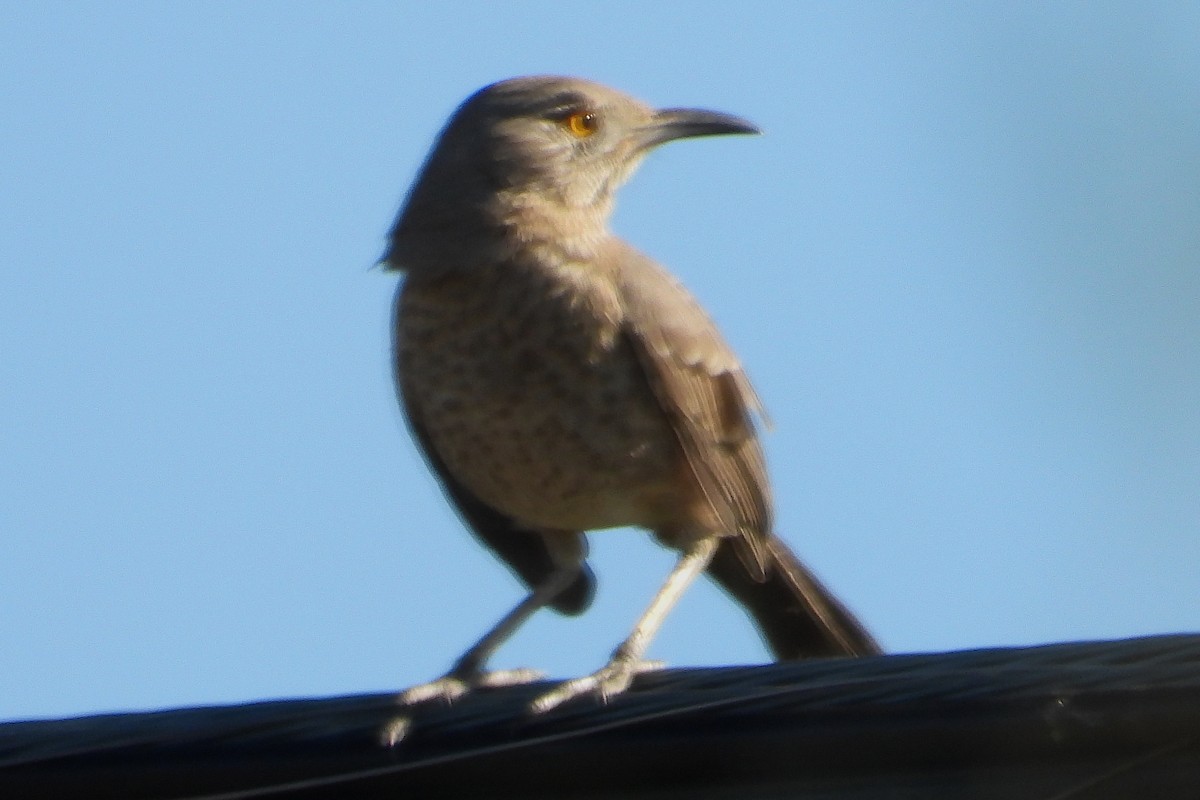 Bendire's Thrasher - ML644129793