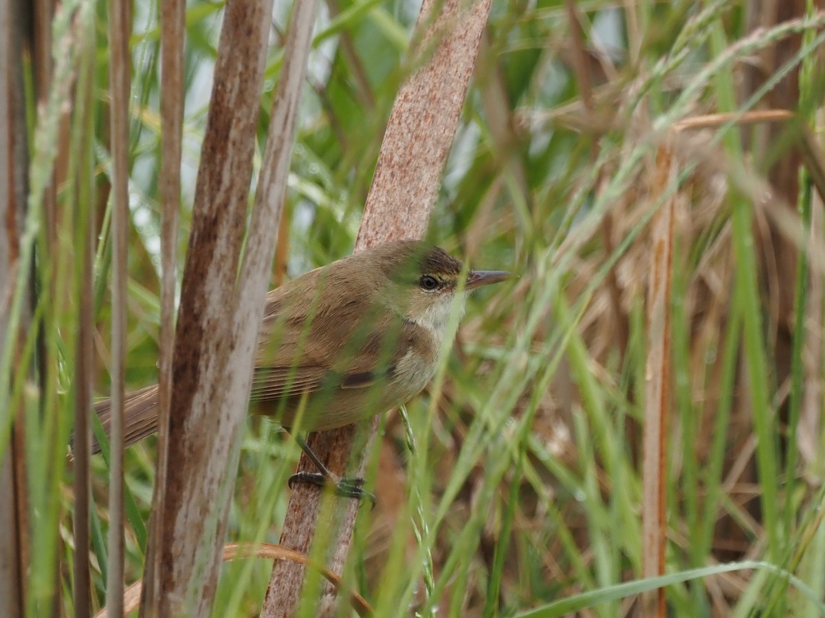 Australian Reed Warbler - ML644129794
