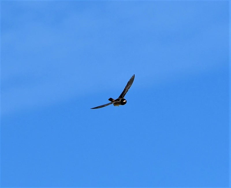 Golondrina Risquera - ML644129795