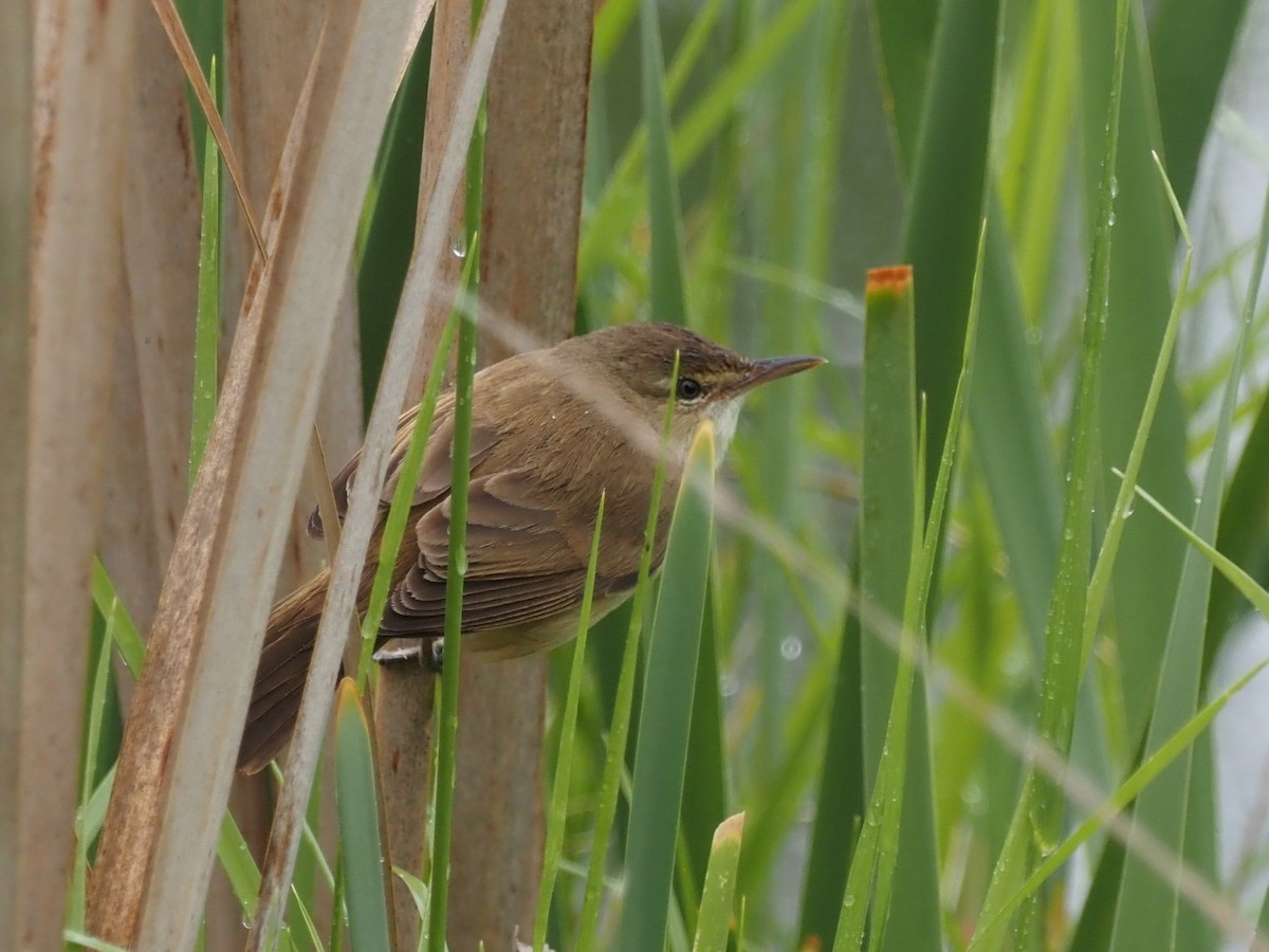 Australian Reed Warbler - ML644129797