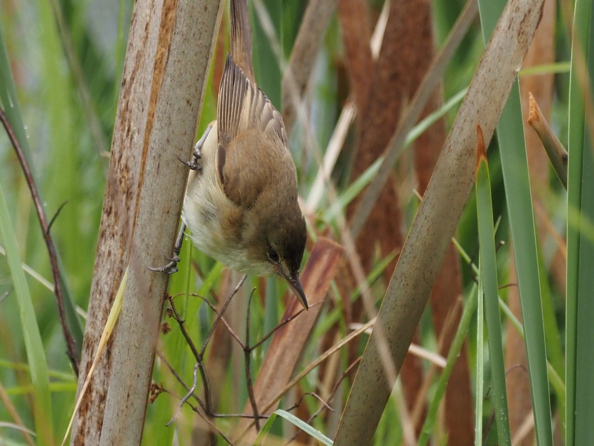 Australian Reed Warbler - ML644129798