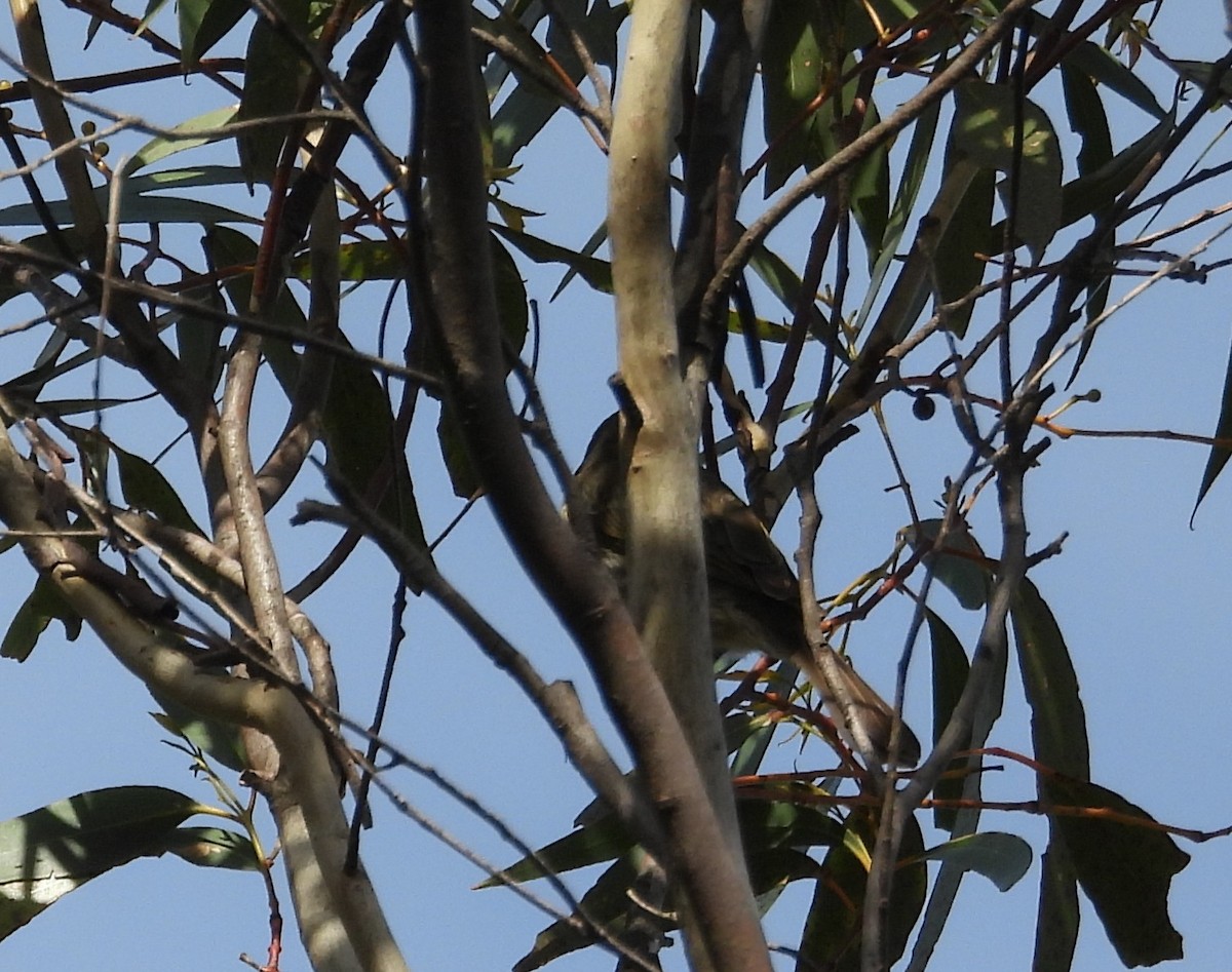 Yellow-faced Honeyeater - ML644129801