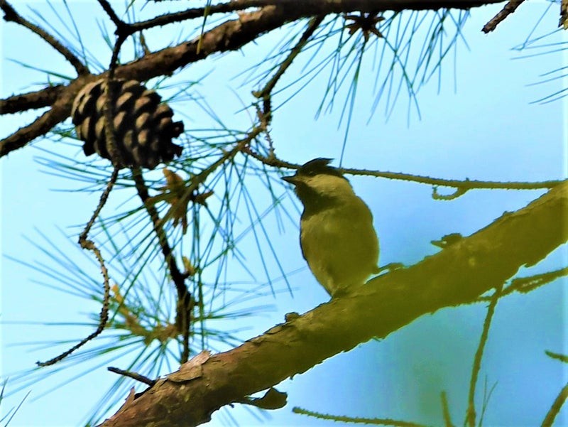 Carolina Chickadee - ML644129803