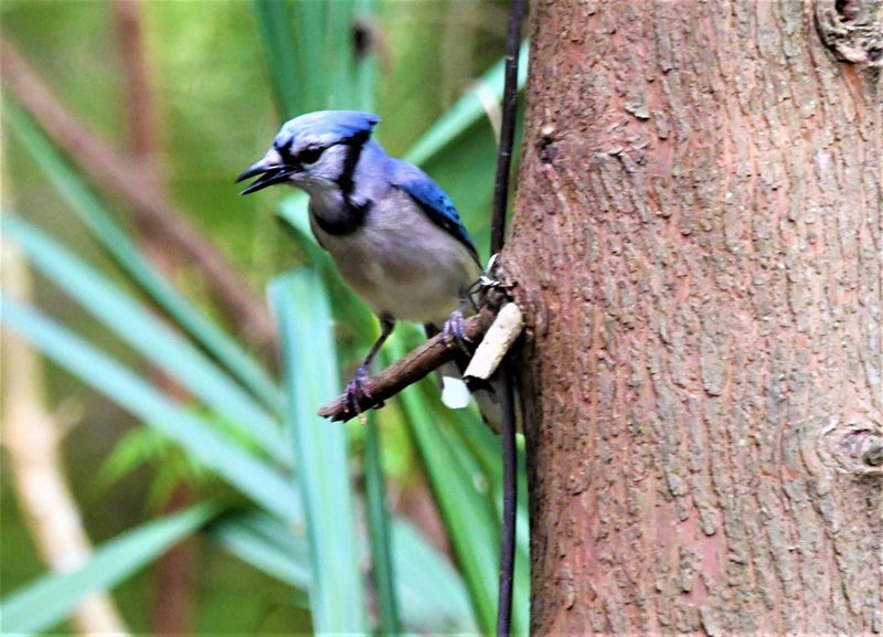 Blue Jay - ML644129807