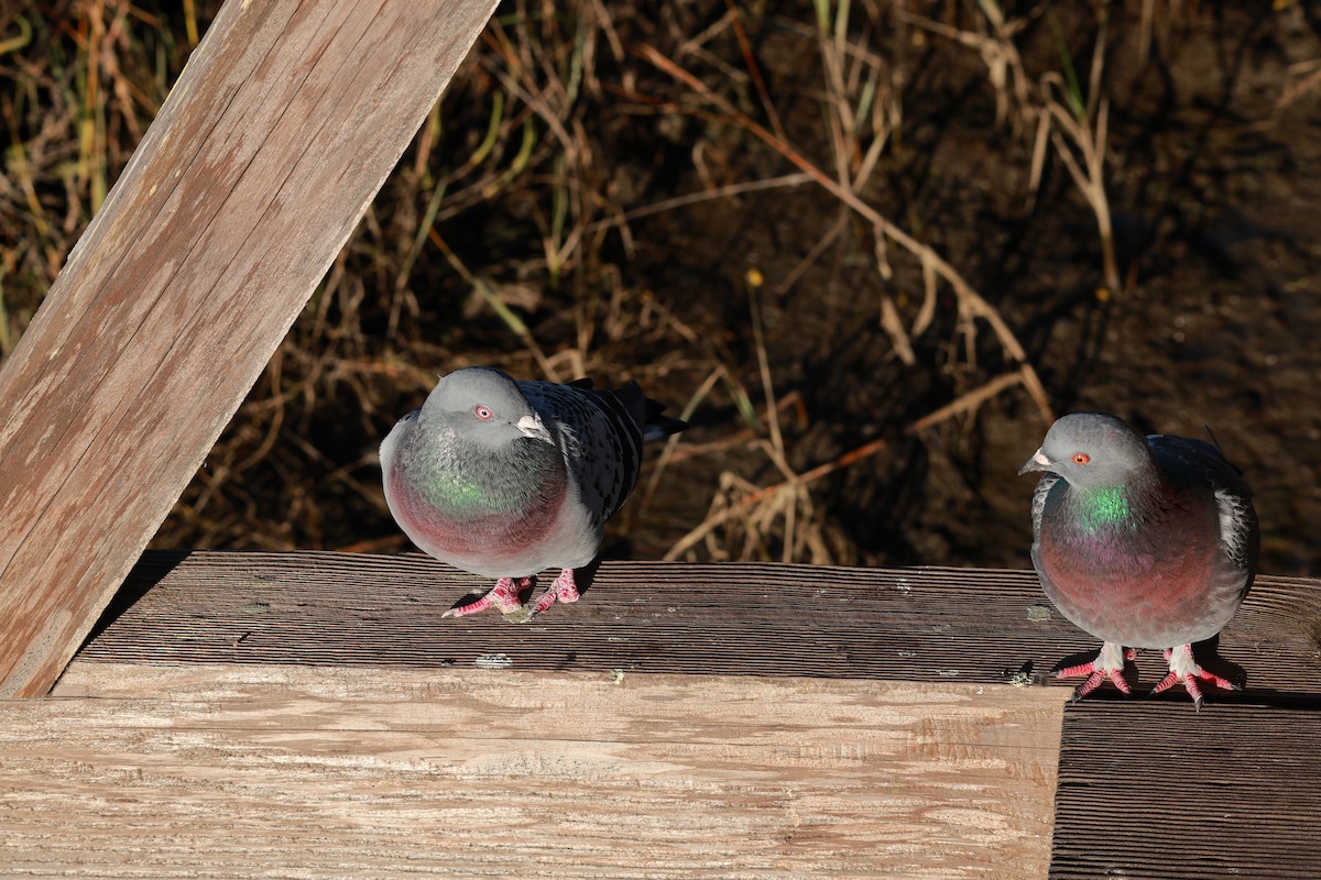 Rock Pigeon (Feral Pigeon) - ML644129809