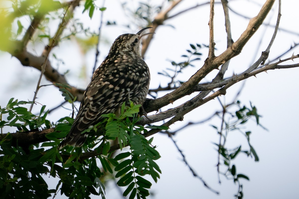 Indian Spotted Creeper - ML644129815