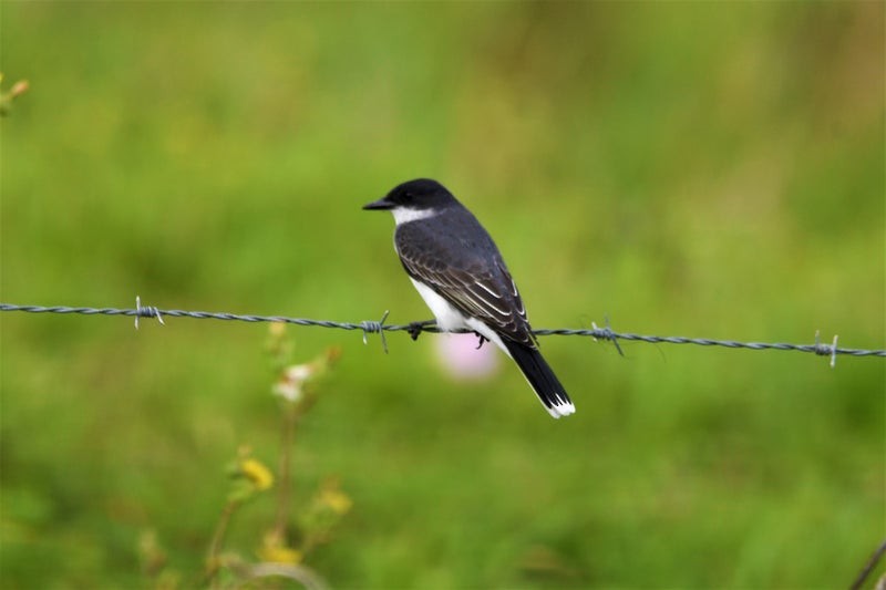Eastern Kingbird - ML644129816
