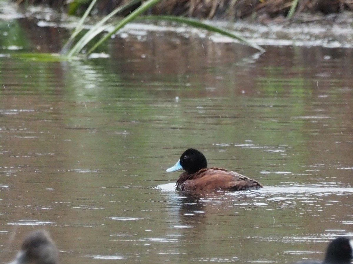Blue-billed Duck - ML644129817