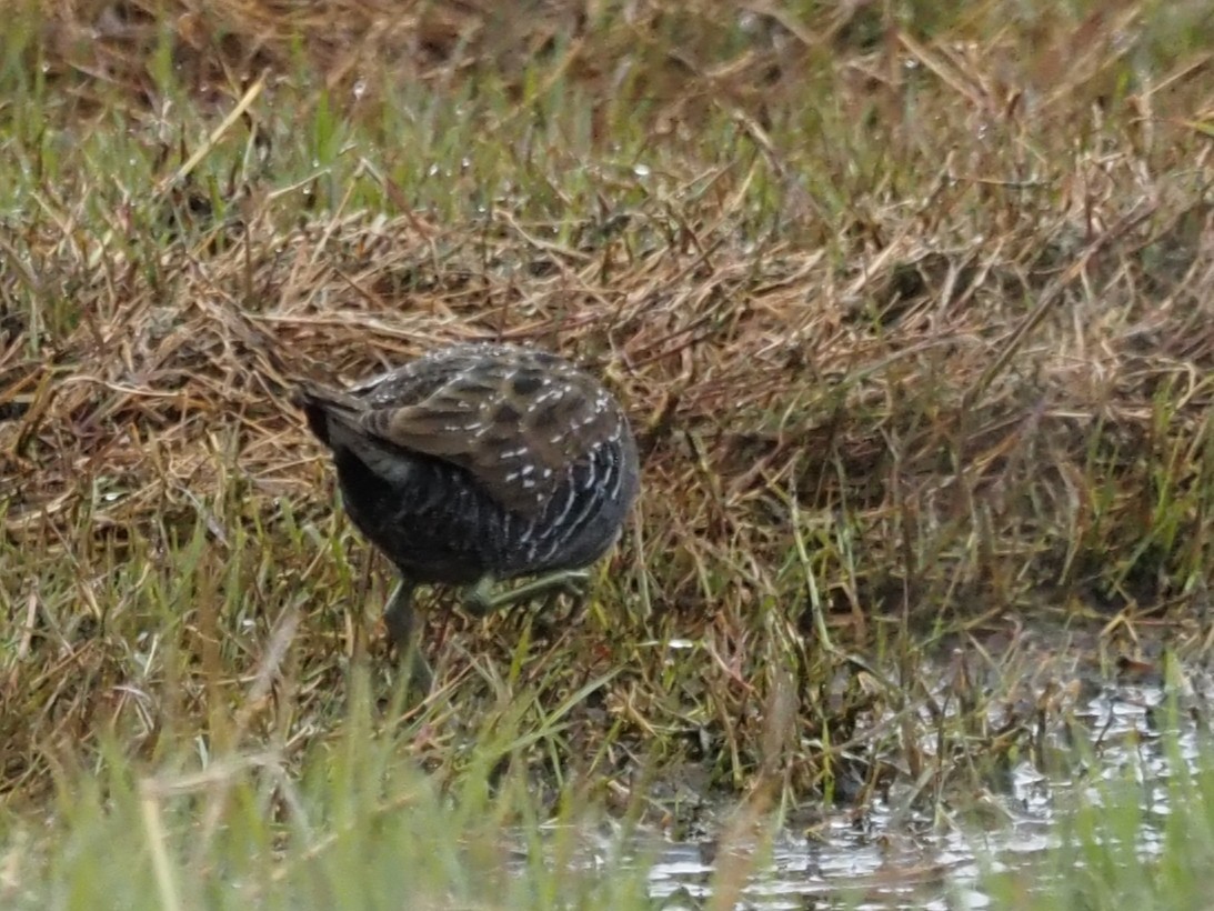 Australian Crake - ML644129822