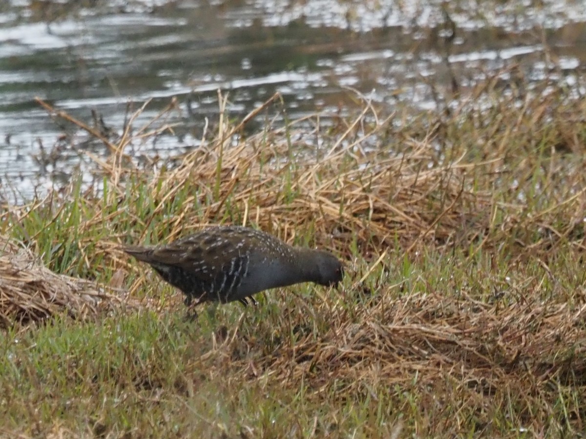 Australian Crake - ML644129823