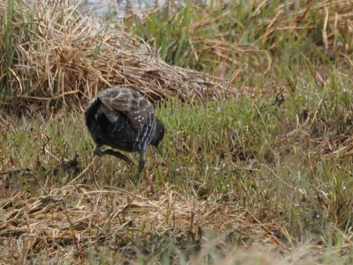 Australian Crake - ML644129824