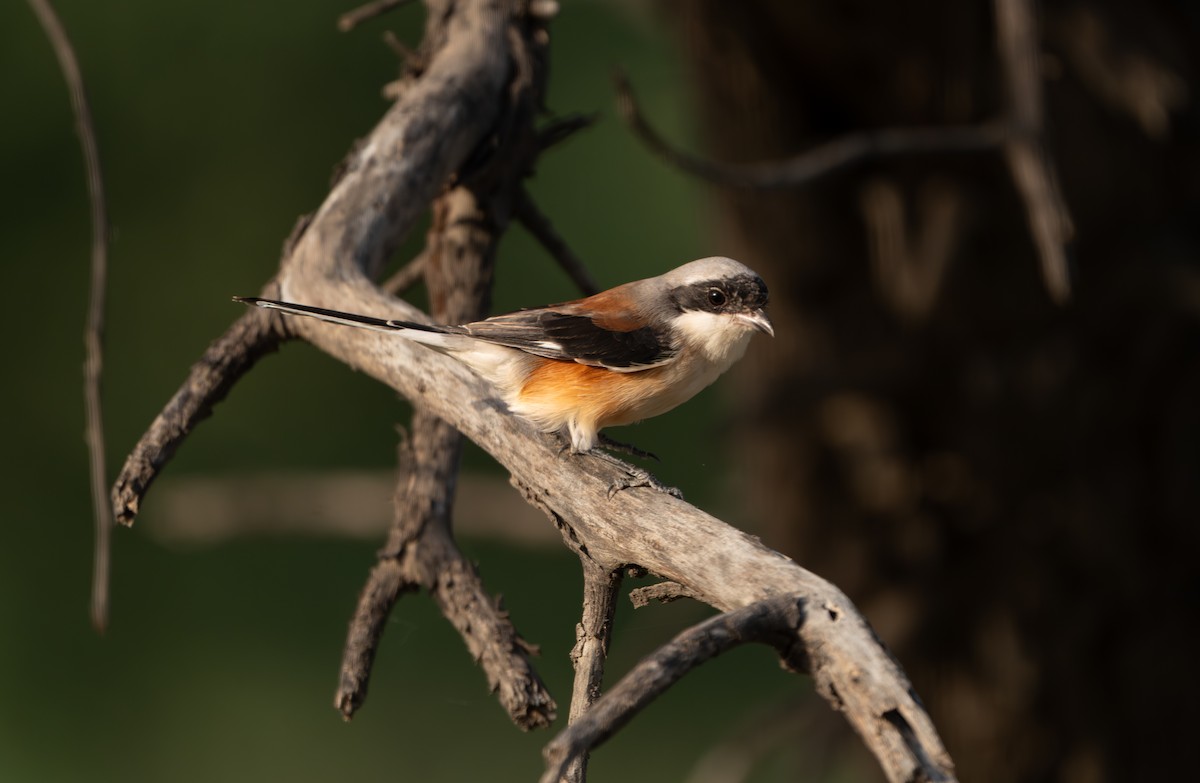 Bay-backed Shrike - ML644129830