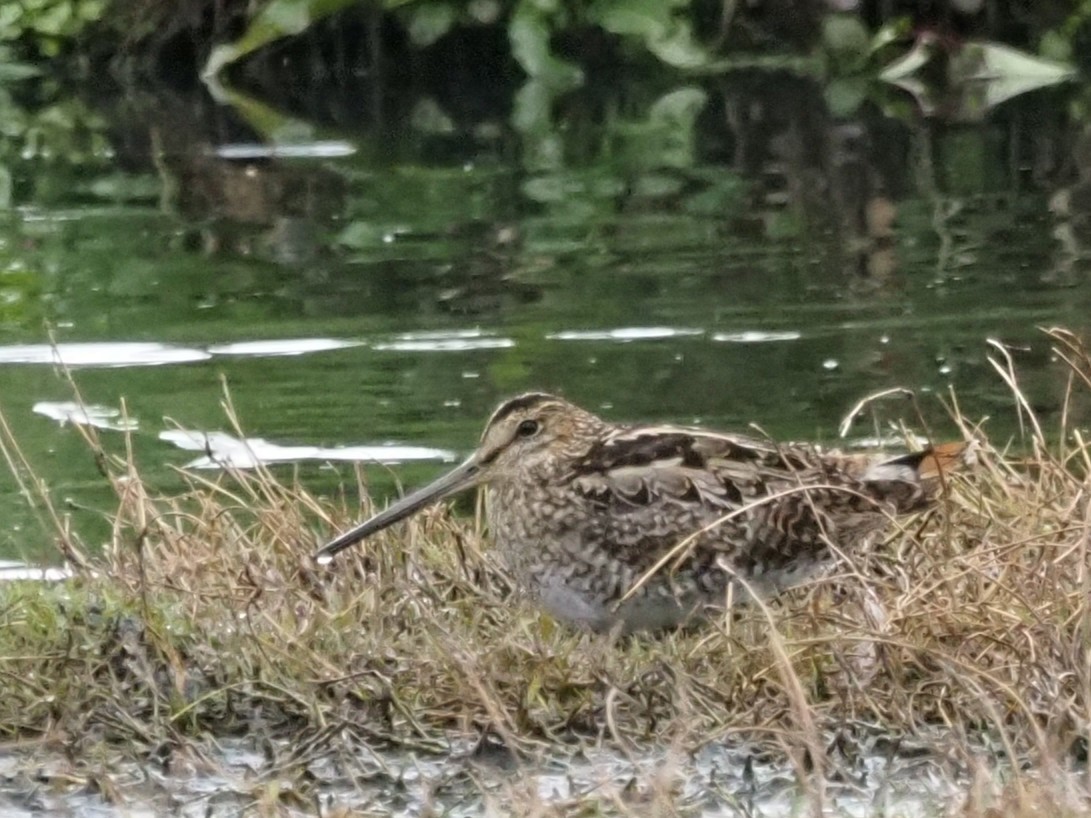 Latham's Snipe - ML644129832