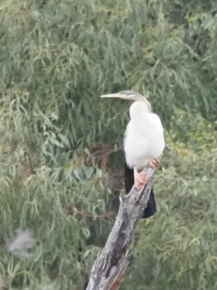 Australasian Darter - ML644129839