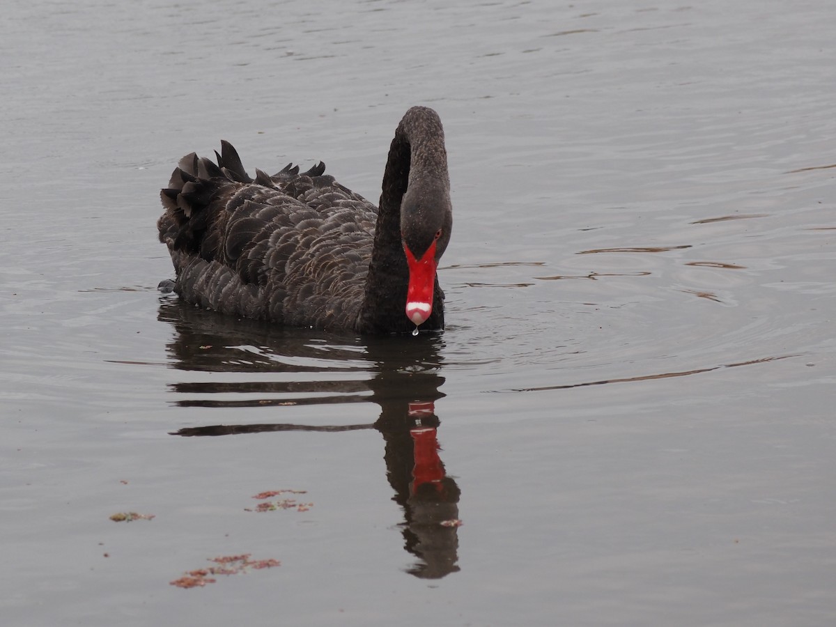 Black Swan - ML644129843