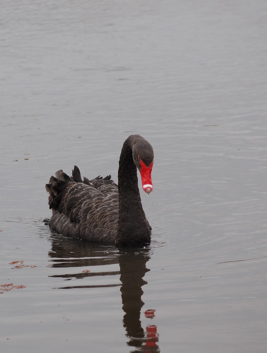 Black Swan - ML644129844
