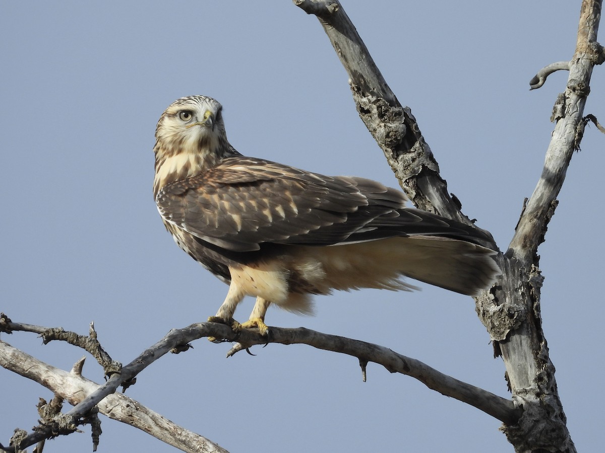 Rough-legged Hawk - ML644129845