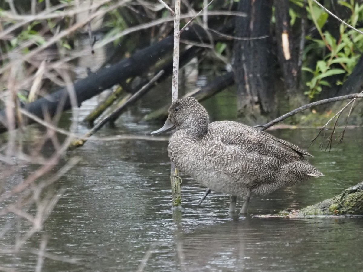 Freckled Duck - ML644129848