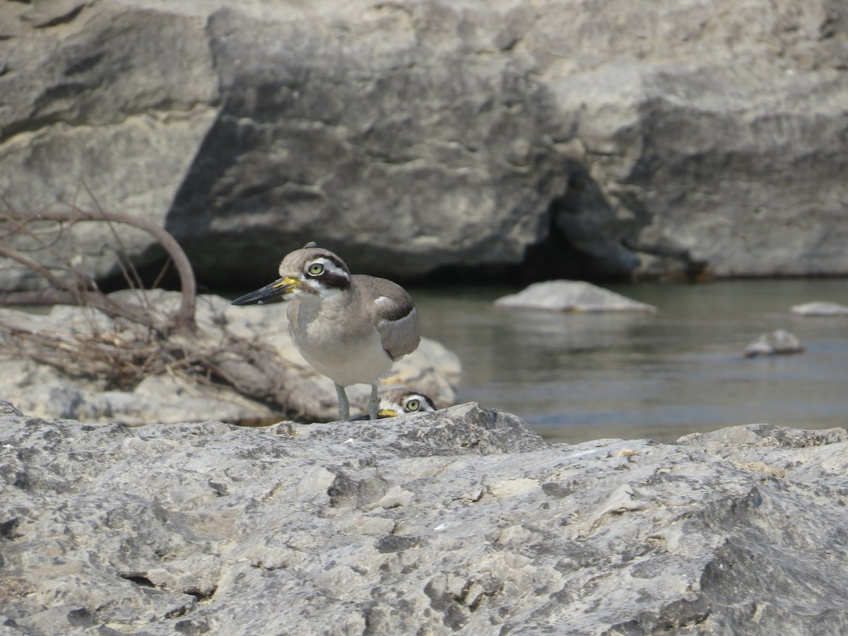 Great Thick-knee - ML644129851