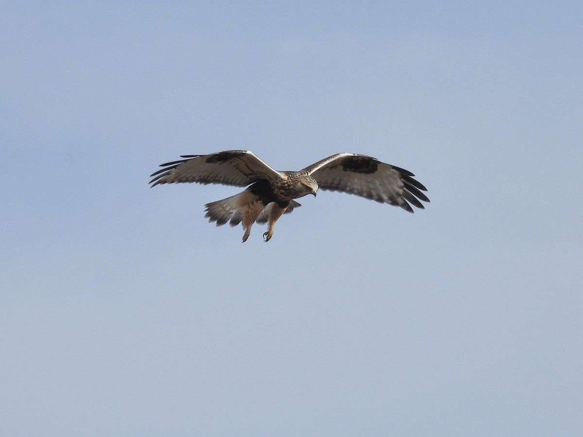 Rough-legged Hawk - ML644129853