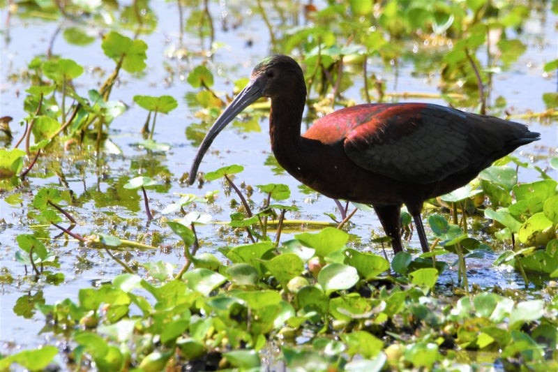 White-faced Ibis - ML644129854