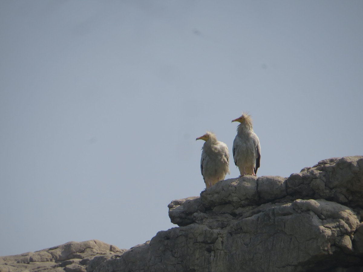 エジプトハゲワシ - ML644129865