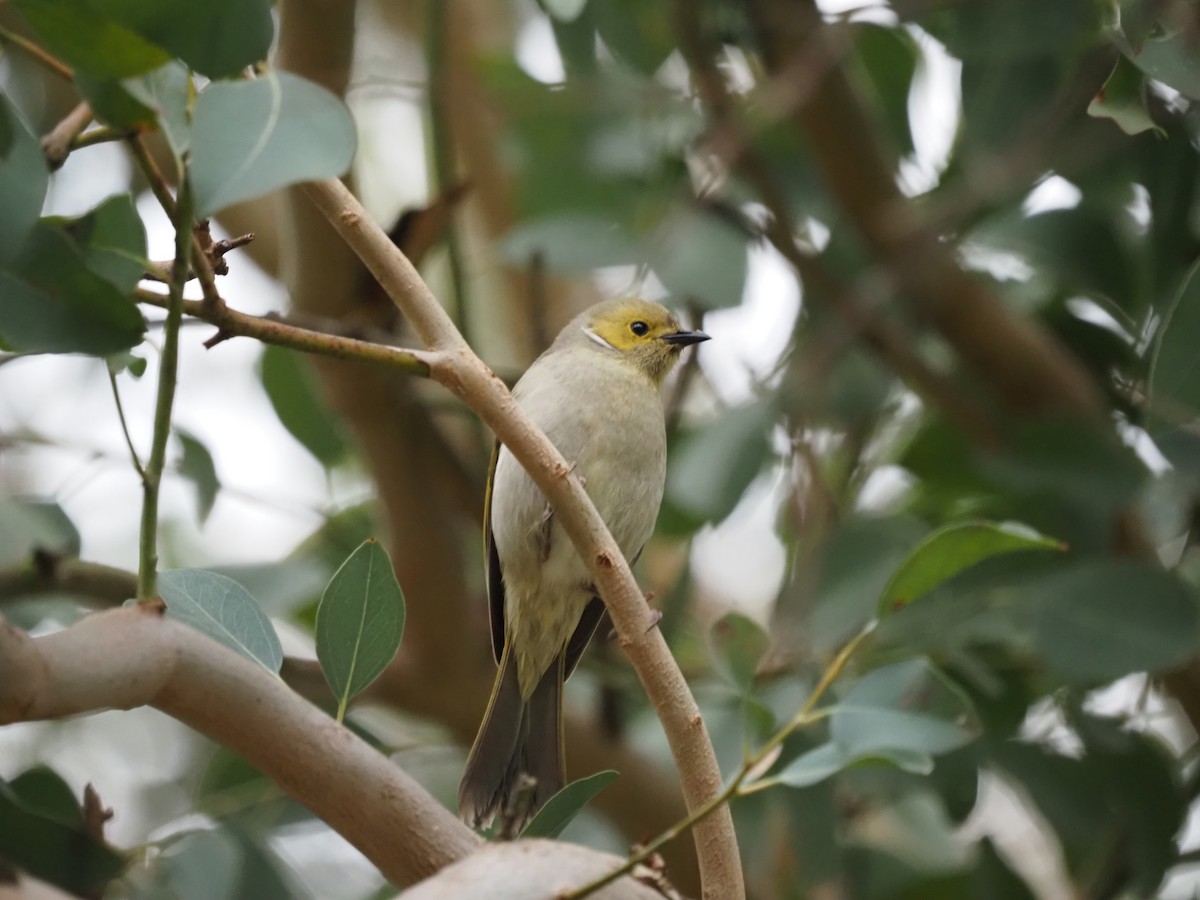 White-plumed Honeyeater - ML644129871
