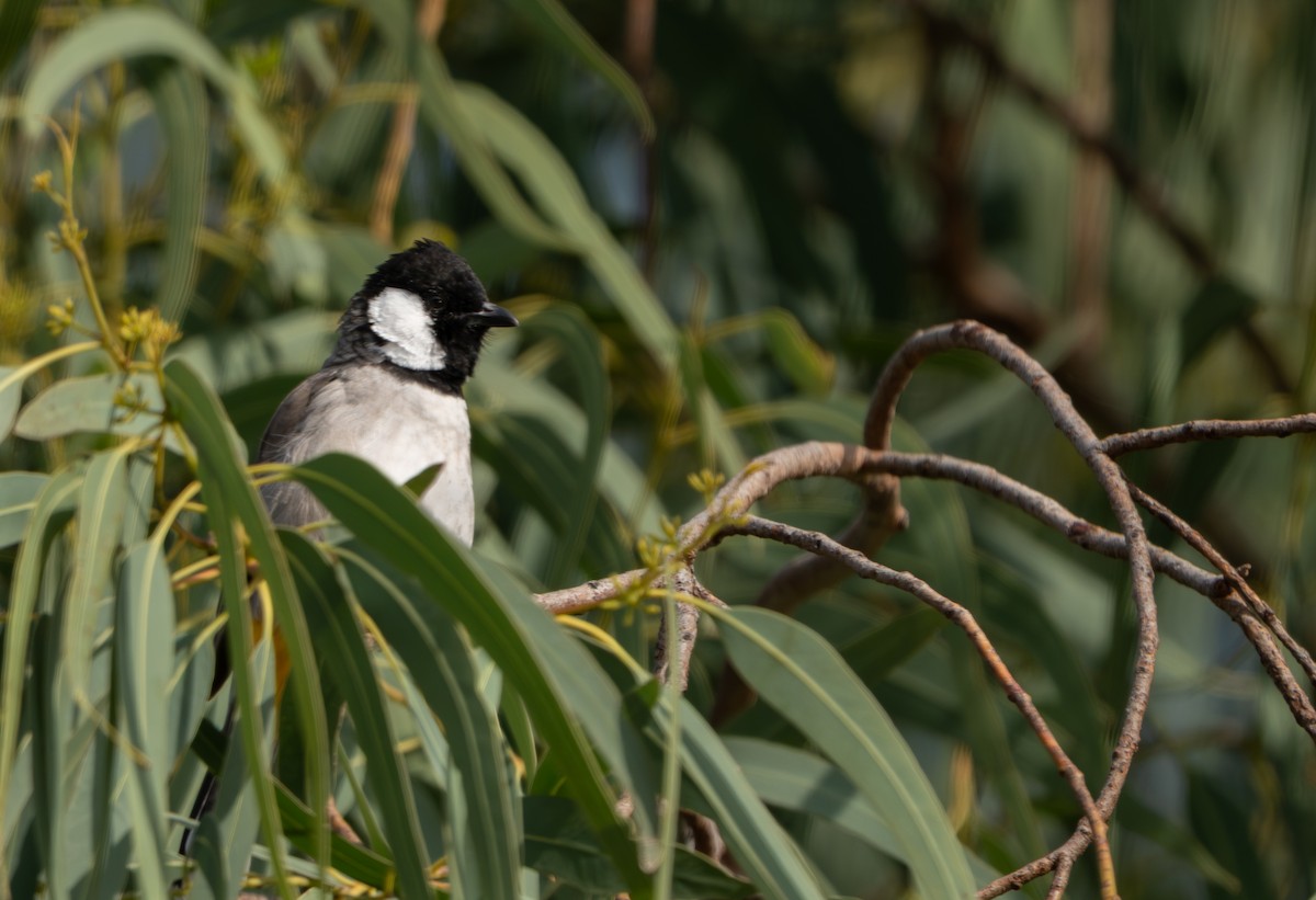 White-eared Bulbul - ML644129873