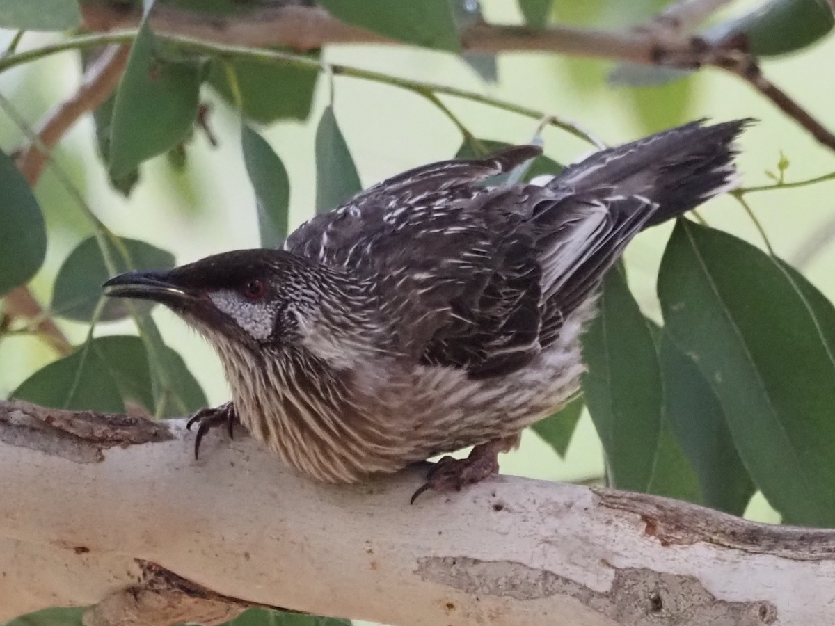Red Wattlebird - ML644129875