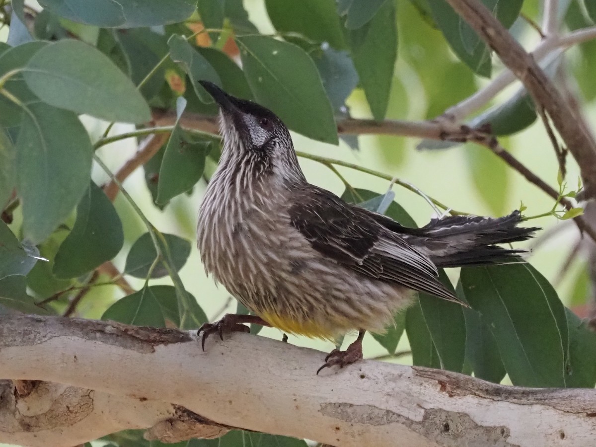 Red Wattlebird - ML644129876