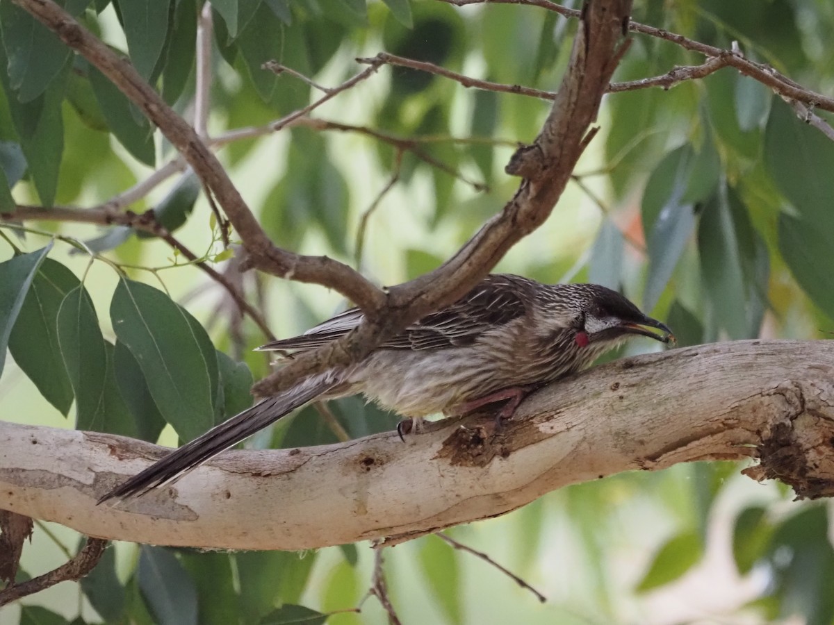 Red Wattlebird - ML644129877