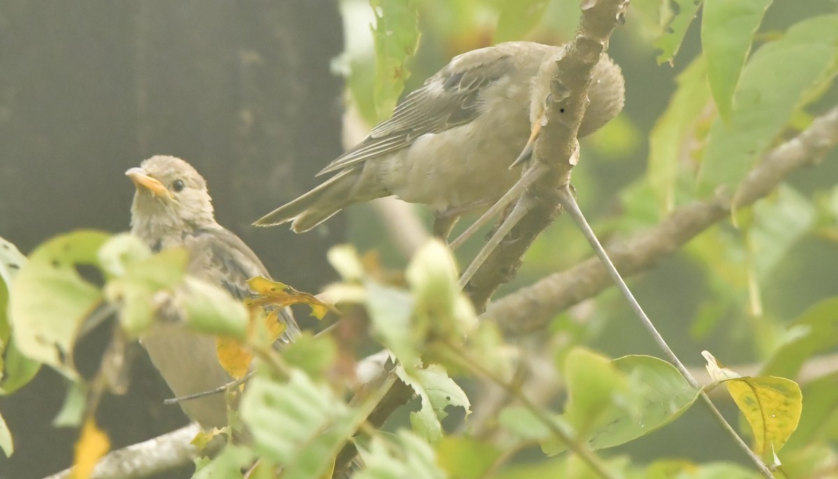 Rosy Starling - ML644129882