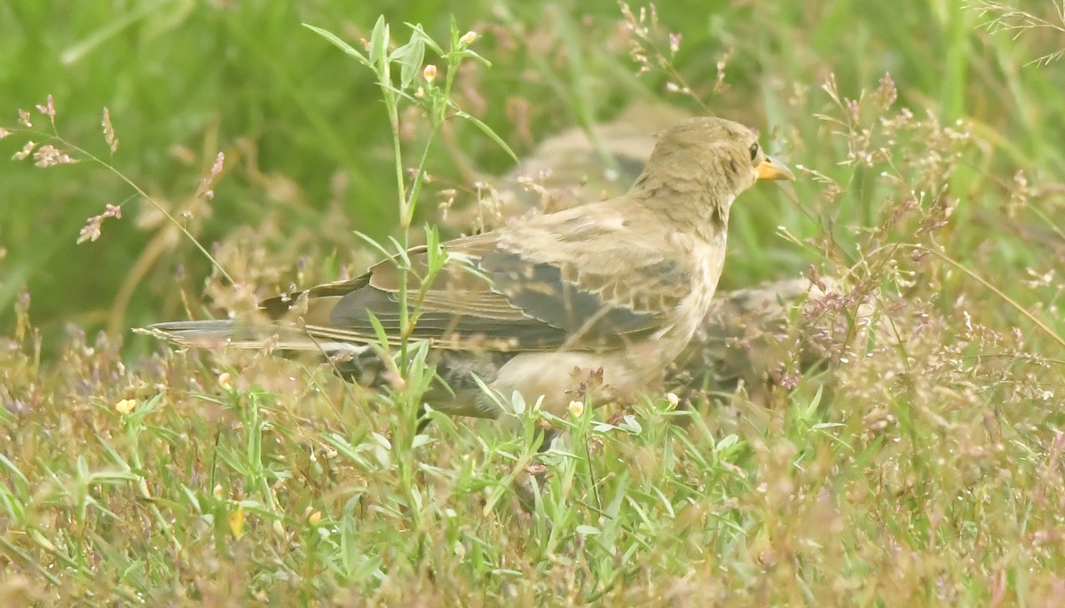 Rosy Starling - ML644129883