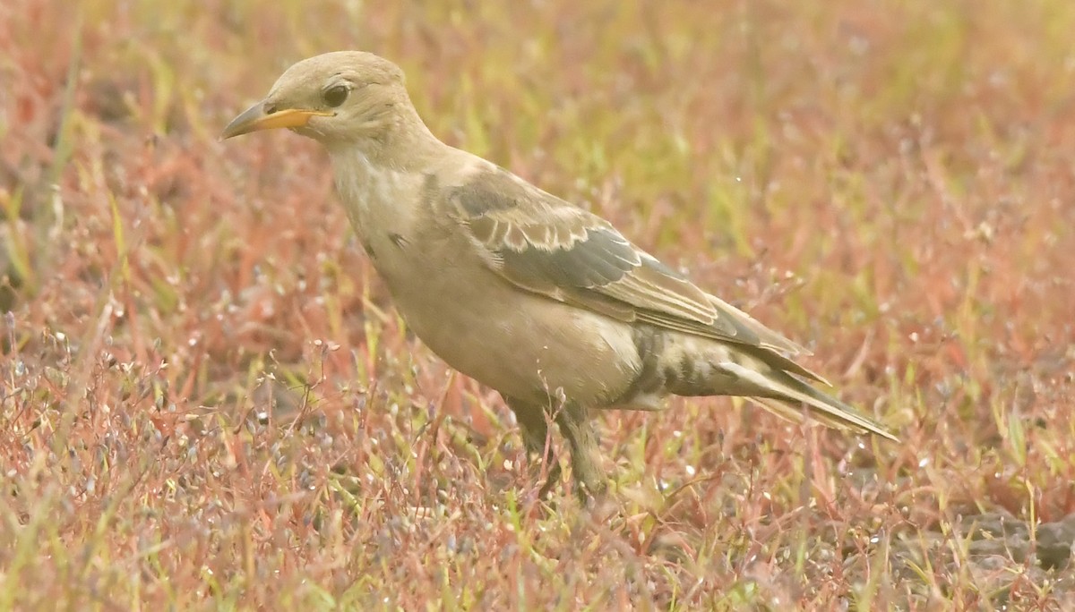 Rosy Starling - ML644129884