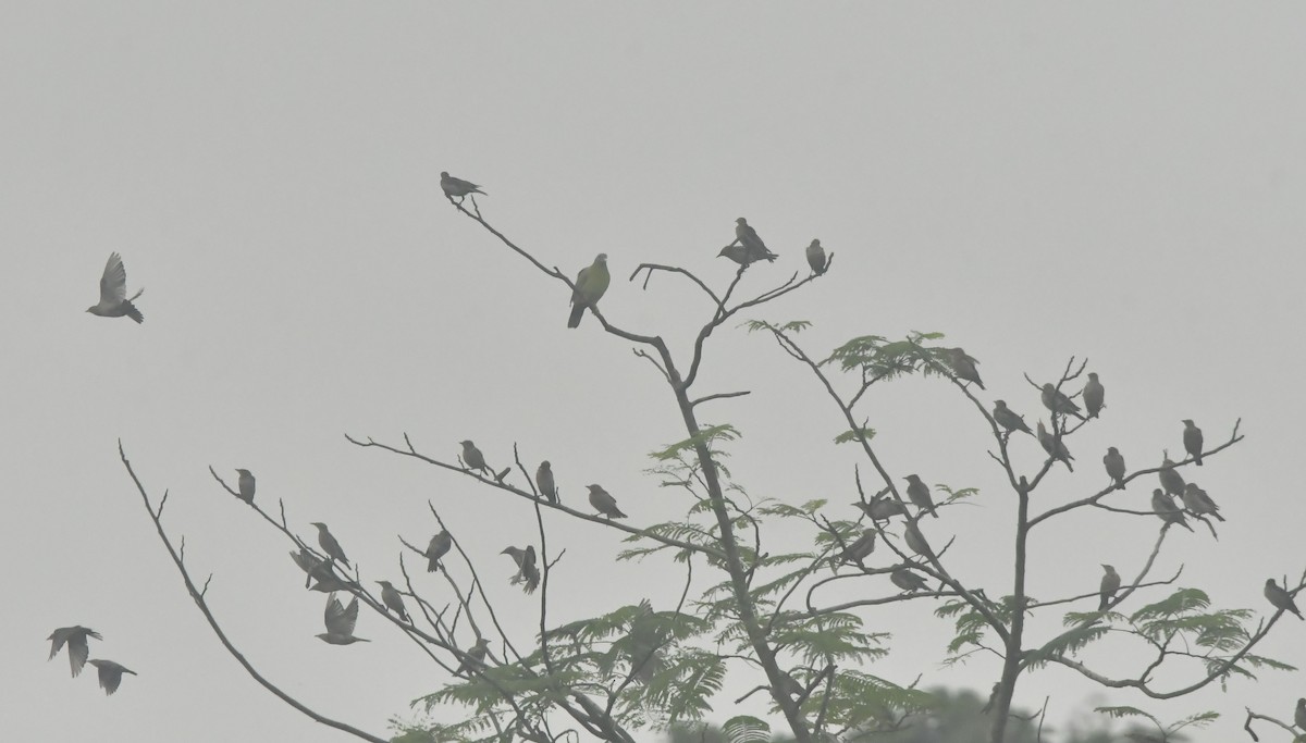 Rosy Starling - ML644129885