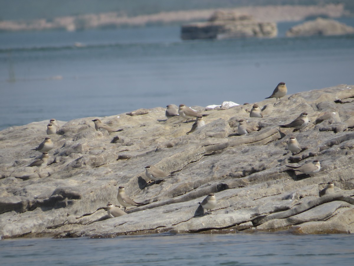 Small Pratincole - ML644129886