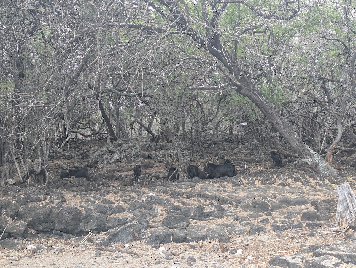 Domestic Goat - ML644129888