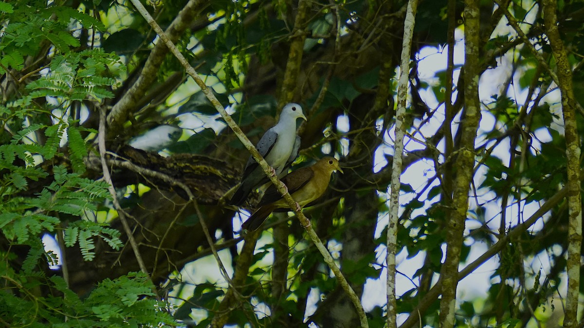 Талпакоті сірий - ML644129899