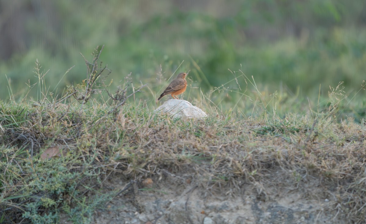 Rufous-tailed Lark - ML644129900