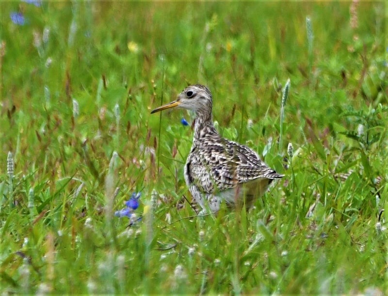 Upland Sandpiper - ML644129904