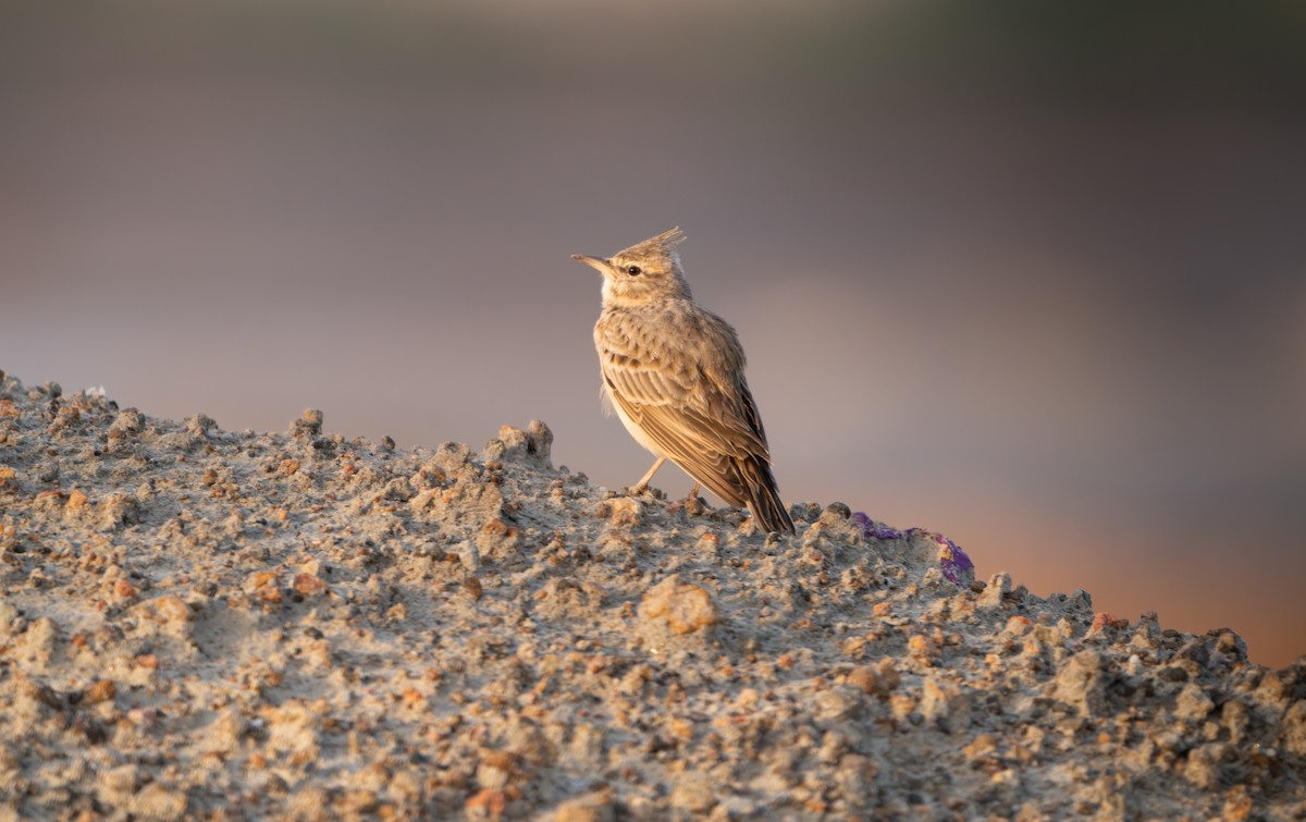 Crested Lark - ML644129919