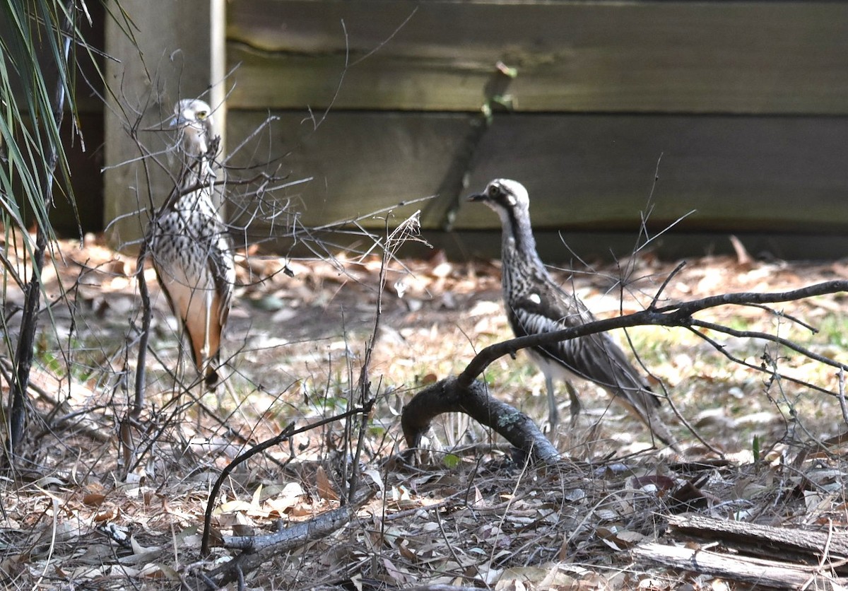 Bush Thick-knee - ML644129921