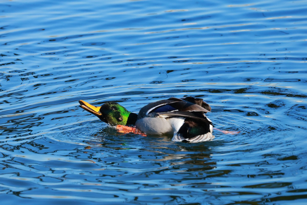 Canard colvert - ML644129933
