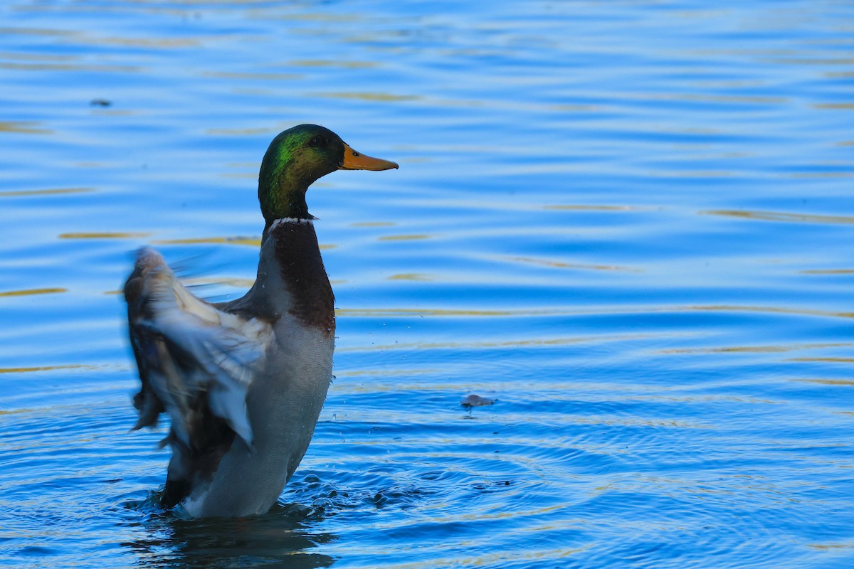 Canard colvert - ML644129934