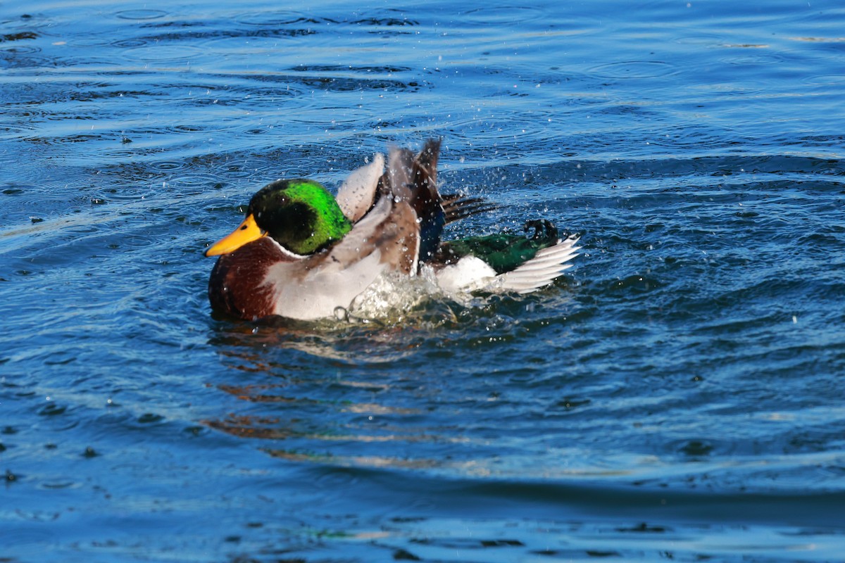 Canard colvert - ML644129935
