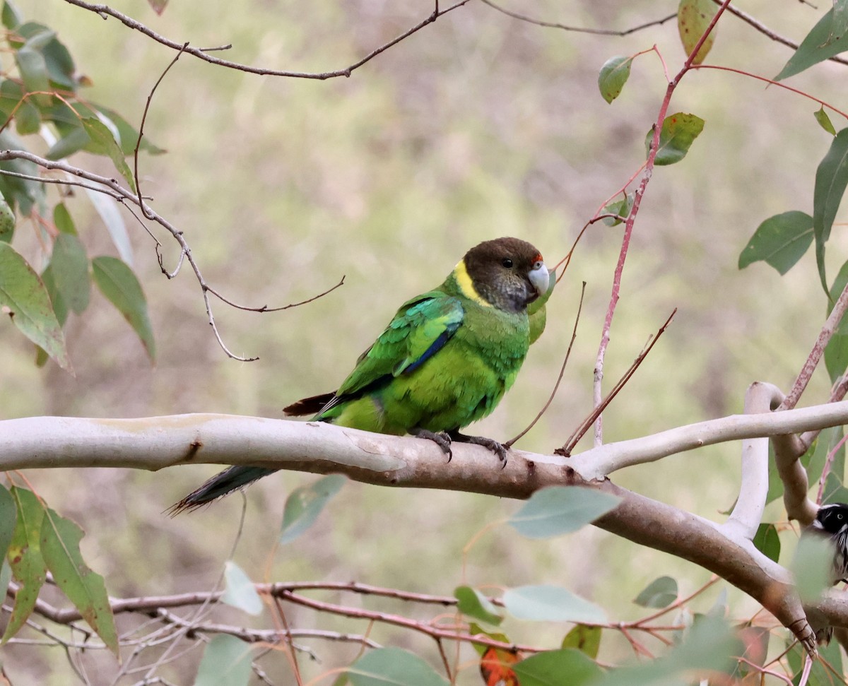 svarthodeparakitt (semitorquatus) - ML644129936