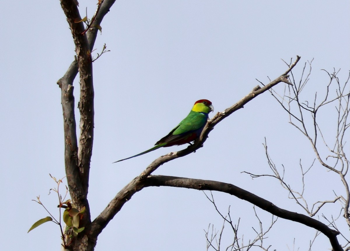 Red-capped Parrot - ML644129938