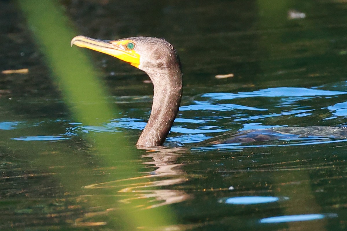Cormoran à aigrettes - ML644129947