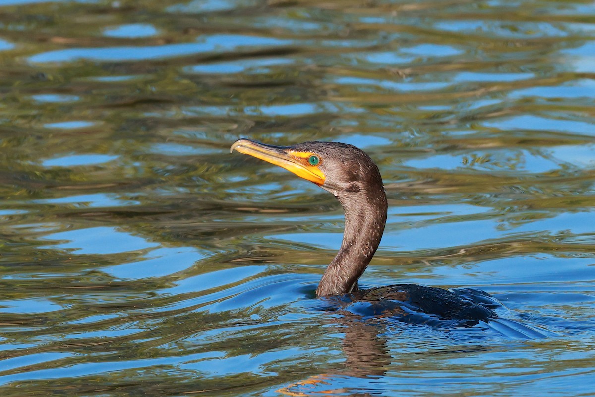 Cormoran à aigrettes - ML644129948